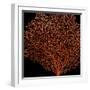 Deep 4: Red Fan Coral-Doris Mitsch-Framed Photographic Print