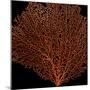 Deep 4: Red Fan Coral-Doris Mitsch-Mounted Photographic Print