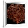 Deep 4: Red Fan Coral-Doris Mitsch-Framed Photographic Print