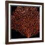 Deep 4: Red Fan Coral-Doris Mitsch-Framed Photographic Print