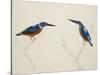 Deep Blue Kingfisher-J. Briois-Stretched Canvas