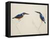 Deep Blue Kingfisher-J. Briois-Framed Stretched Canvas