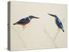 Deep Blue Kingfisher-J. Briois-Stretched Canvas