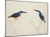 Deep Blue Kingfisher-J. Briois-Mounted Giclee Print