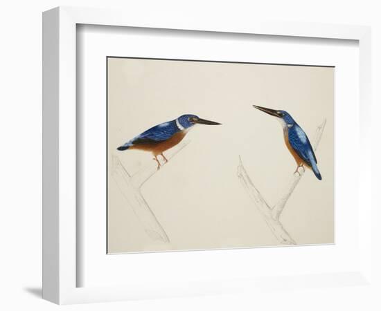 Deep Blue Kingfisher-J. Briois-Framed Giclee Print