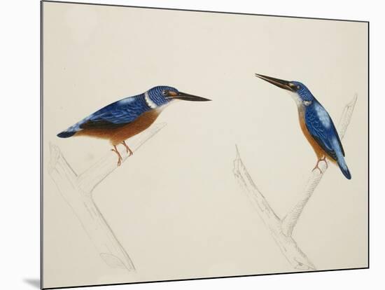 Deep Blue Kingfisher-J. Briois-Mounted Giclee Print