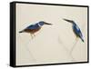 Deep Blue Kingfisher-J. Briois-Framed Stretched Canvas