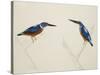 Deep Blue Kingfisher-J. Briois-Stretched Canvas