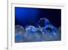 Deep Blue-Heidi Westum-Framed Photographic Print