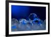 Deep Blue-Heidi Westum-Framed Photographic Print