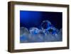 Deep Blue-Heidi Westum-Framed Photographic Print