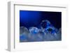 Deep Blue-Heidi Westum-Framed Photographic Print