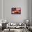 Deep Dish Blueberry Pie, with a scoop in front of the American Flag-Fred Lyon-Stretched Canvas displayed on a wall