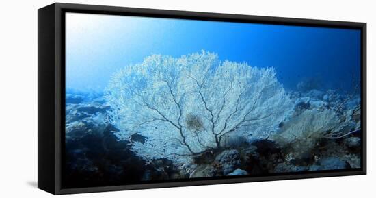 Deep Dive-Ahmed Elgohary-Framed Stretched Canvas