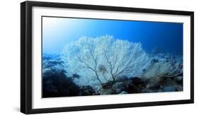 Deep Dive-Ahmed Elgohary-Framed Photographic Print