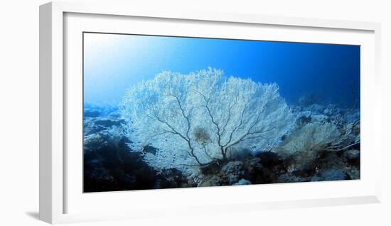 Deep Dive-Ahmed Elgohary-Framed Photographic Print