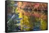 Deep Fall Colors, Wenatchee River, Stevens Pass Leavenworth, Washington State-William Perry-Framed Stretched Canvas