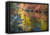 Deep Fall Colors, Wenatchee River, Stevens Pass Leavenworth, Washington State-William Perry-Framed Stretched Canvas