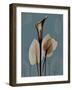 Deep Flora 1-Albert Koetsier-Framed Art Print