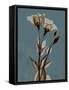 Deep Flora 2-Albert Koetsier-Framed Stretched Canvas