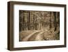 Deep Forest-Cipane-Framed Photographic Print