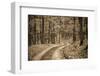 Deep Forest-Cipane-Framed Photographic Print