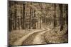 Deep Forest-Cipane-Mounted Photographic Print