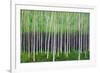 Deep Forest-Herb Dickinson-Framed Photographic Print