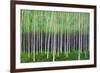 Deep Forest-Herb Dickinson-Framed Photographic Print