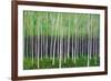 Deep Forest-Herb Dickinson-Framed Photographic Print