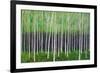 Deep Forest-Herb Dickinson-Framed Photographic Print