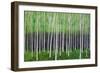 Deep Forest-Herb Dickinson-Framed Photographic Print