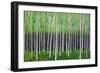 Deep Forest-Herb Dickinson-Framed Photographic Print