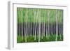 Deep Forest-Herb Dickinson-Framed Photographic Print