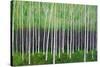 Deep Forest-Herb Dickinson-Stretched Canvas