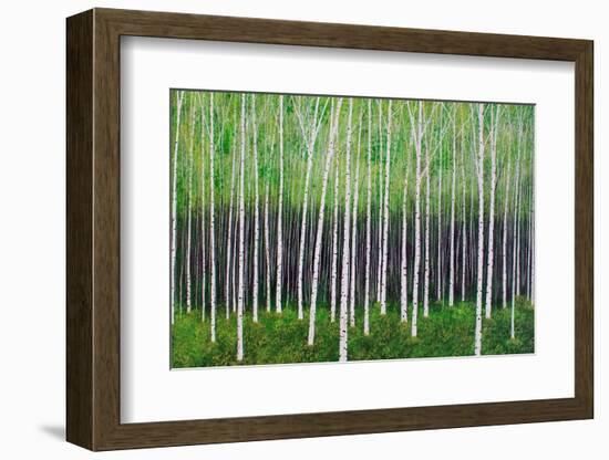 Deep Forest-Herb Dickinson-Framed Photographic Print