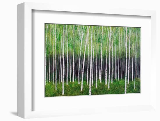 Deep Forest-Herb Dickinson-Framed Photographic Print