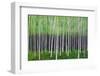 Deep Forest-Herb Dickinson-Framed Photographic Print