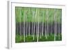 Deep Forest-Herb Dickinson-Framed Photographic Print