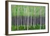 Deep Forest-Herb Dickinson-Framed Photographic Print