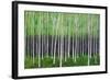 Deep Forest-Herb Dickinson-Framed Photographic Print