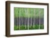 Deep Forest-Herb Dickinson-Framed Premium Photographic Print