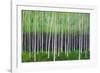 Deep Forest-Herb Dickinson-Framed Photographic Print