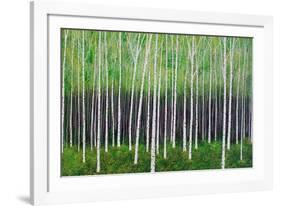 Deep Forest-Herb Dickinson-Framed Photographic Print