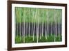 Deep Forest-Herb Dickinson-Framed Photographic Print