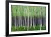 Deep Forest-Herb Dickinson-Framed Photographic Print