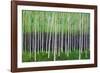 Deep Forest-Herb Dickinson-Framed Photographic Print