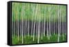 Deep Forest-Herb Dickinson-Framed Stretched Canvas