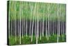 Deep Forest-Herb Dickinson-Stretched Canvas