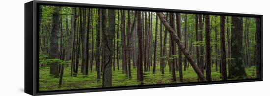 Deep Forest-Steve Gadomski-Framed Stretched Canvas